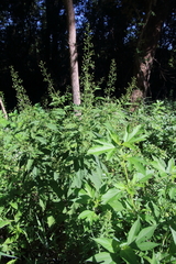 Scrophularia marilandica