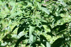 Scrophularia marilandica