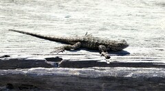 Sceloporus occidentalis bocourtii
