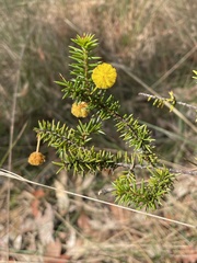 Acacia echinula