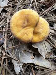 Cantharellus lewisii