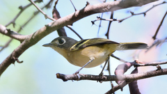 Vireo atricapilla