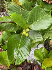 Dillenia suffruticosa