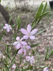 Eriostemon australasius