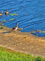 Callonetta leucophrys
