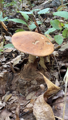 Leccinum aurantiacum