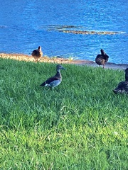 Callonetta leucophrys