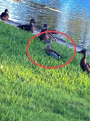 Callonetta leucophrys