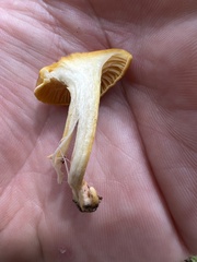 Cantharellus lewisii