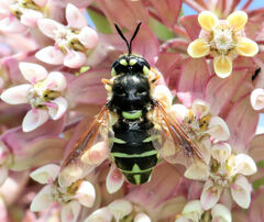 Stratiomys badia