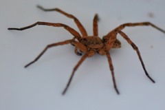 Lycosinae