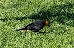 Xanthocephalus xanthocephalus