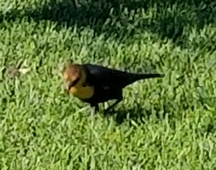 Xanthocephalus xanthocephalus