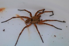 Lycosinae