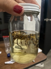 Taeniopoda tamaulipensis