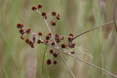 Juncus megacephalus