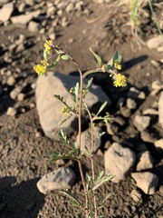 Rorippa curvisiliqua