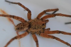 Lycosinae
