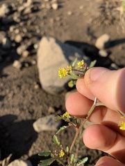 Rorippa curvisiliqua