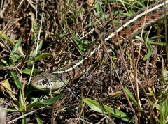 Thamnophis elegans terrestris