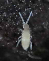 Entomobryomorpha