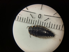 Oiceoptoma thoracicum