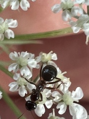 Formica pallidefulva