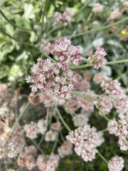 Eriogonum latifolium