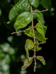 Sageretia minutiflora