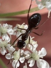 Formica pallidefulva