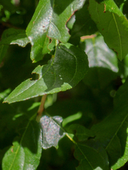 Sageretia minutiflora