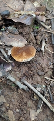 Gyroporus castaneus