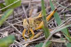 Schistocerca americana