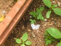 Leptosia nina