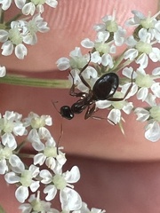 Formica pallidefulva