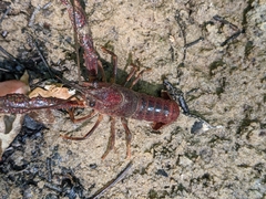 Procambarus