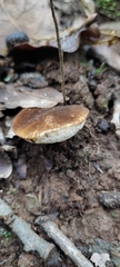 Gyroporus castaneus