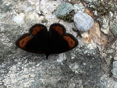 Erebia montanus