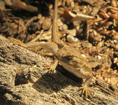 Sceloporus cowlesi
