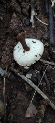 Gyroporus castaneus