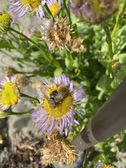 Erigeron glacialis