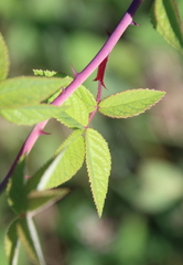 Rosa setigera
