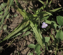 Veronica scutellata