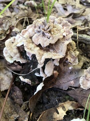 Thelephora terrestris