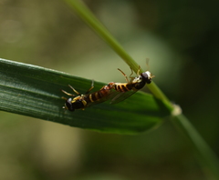 Sphaerophoria sulphuripes