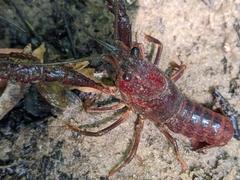 Procambarus