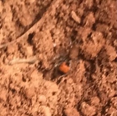 Dasymutilla bioculata