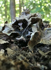 Thelephora terrestris