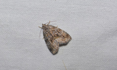 Protodeltote muscosula