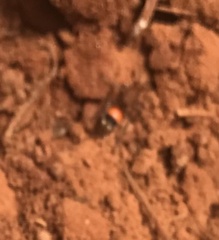 Dasymutilla bioculata